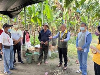 陳其邁探望旗山蕉農 推多元措施因應香蕉盛產