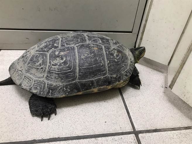 楠梓警方寻获的大乌龟，龟体身长约30公分。（翻摄照片／林瑞益高雄传真）