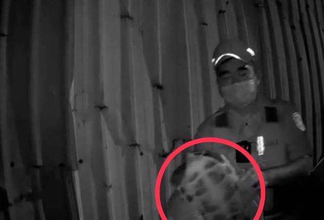 楠梓警方将大乌龟带回派出所安置。（翻摄照片／林瑞益高雄传真）