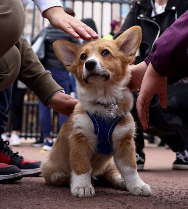 很多养狗的人，在狗身上可以花大把银子，但对人的需要却视若无睹，难道真是人不如狗吗？在享受养狗之乐时，也要想想周遭的人。爱狗，更要爱人。(图/ 路透社)