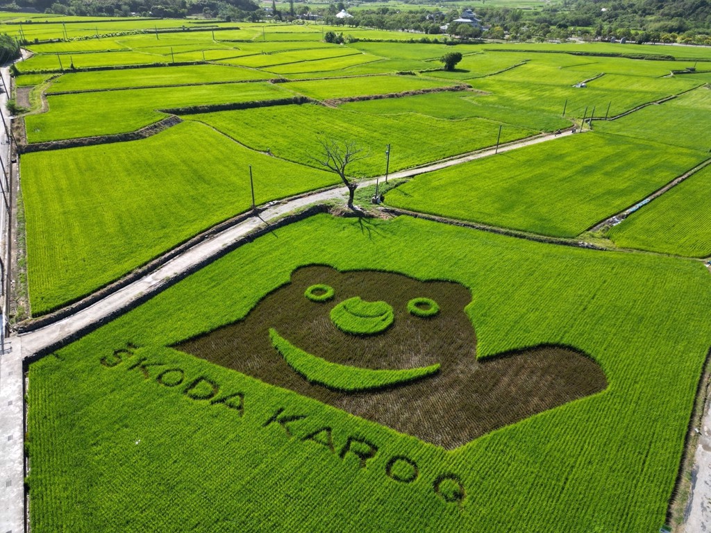 SKODA Taiwan在富里花海景觀園區旁的稻田種植出一面象徵KAROQ的黑熊圖騰。（SKODA Taiwan提供）