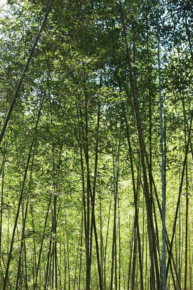 八仙山「聊癒森心」活动11月登场，民眾可走进竹林美景中享受清凉微风。(八仙山自教育中心提供)