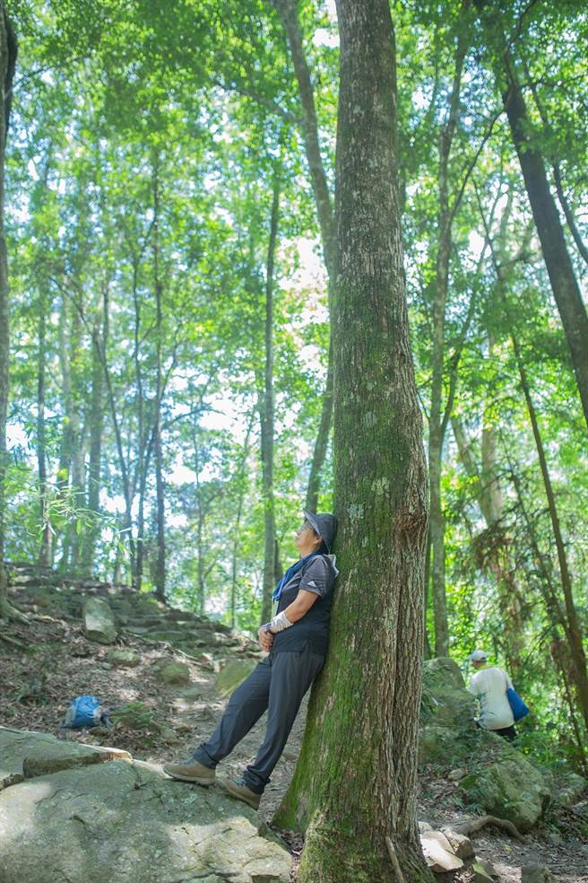 八仙山「聊癒森心」活动11月登场，将带领大家漫步于中低海拔的壮阔森林，享受天然芬多精。(八仙山自教育中心提供)