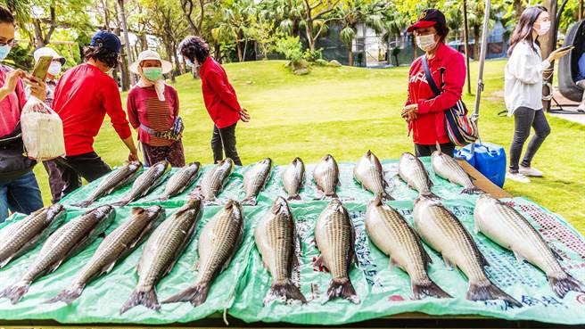 「騎遇洋遊水月」遊程，可在拔仔窟烏魚養殖區看到如何製作烏魚子。（羅浚濱攝）