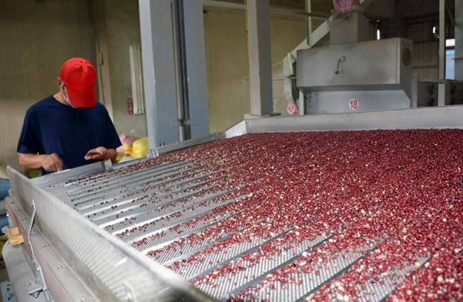 红豆保险首发，投保覆盖面积约142公顷，农民持续观望中。（林和生摄）