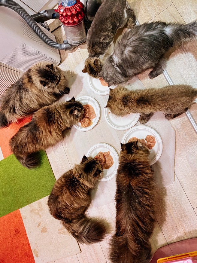 金吉拉貓「寶妹」過世後，還曾回來與同伴一起等飯吃。寶妹是右邊由上往下數第3隻。(圖/寶妹爸爸提供)