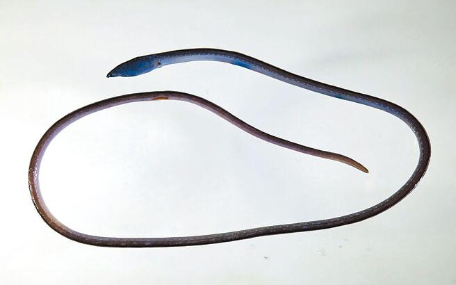 海生馆研究员何宣庆透过友人在四重溪口发现新种蛇鳗，依古地名命名为龟壁湾褐蛇鳗。（何宣庆提供／林和生屏东传真）