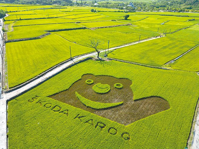 ŠKODA Taiwan守护台湾黑熊「小熊出没啃稻穗」的新闻促成ŠKODA Taiwan认养被黑熊光临的富里稻田；随后又进一步在富里花海景观园区旁的稻田种植出一面象徵KAROQ的黑熊图腾（见图），品牌透过稻田艺术呼吁大家一起守护台湾黑熊，并将在这片土地孕育的有机好米分享给更多人。（ŠKODA Taiwan提供）