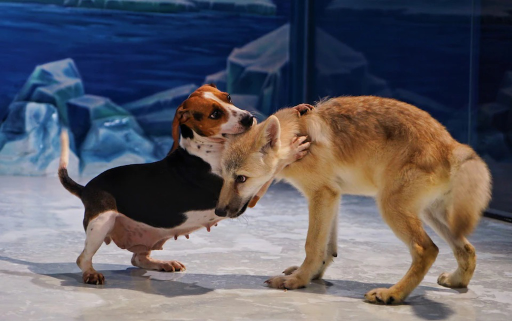北极狼玛雅是个复制动物，而牠的「无血缘妈妈」是一只米格鲁小猎犬。玛雅已出生100天，体型已经比母亲还大了。图/Sinogene (photo:ChinaTimes)