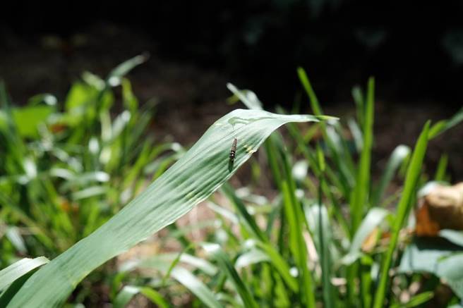 萤火虫幼虫得以安静舒适地在栖地成长。（李奇叡摄）