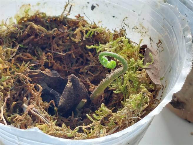 南投县鱼池乡涩水居民调查发现，全村有32株珍稀伊藤氏原始观音座莲，并成功復育小苗保种。（民眾提供／杨静茹南投传真）