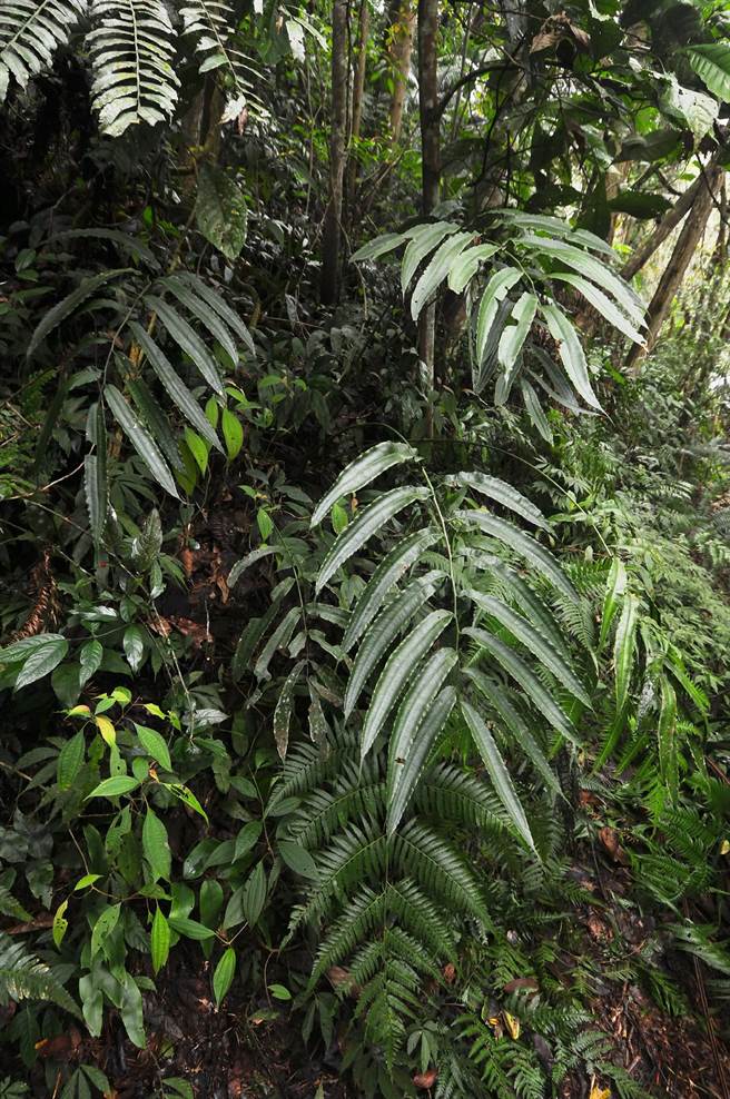 民眾发现大雁村6处有伊藤氏原始观音座莲，其中1处已绝迹，今年剩32株。（民眾提供／杨静茹南投传真）