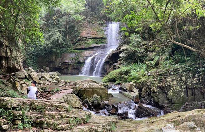 南投县鱼池乡涩水森林步道的蕨类丰富，有「侏罗纪公园」美称。（杨静茹摄）