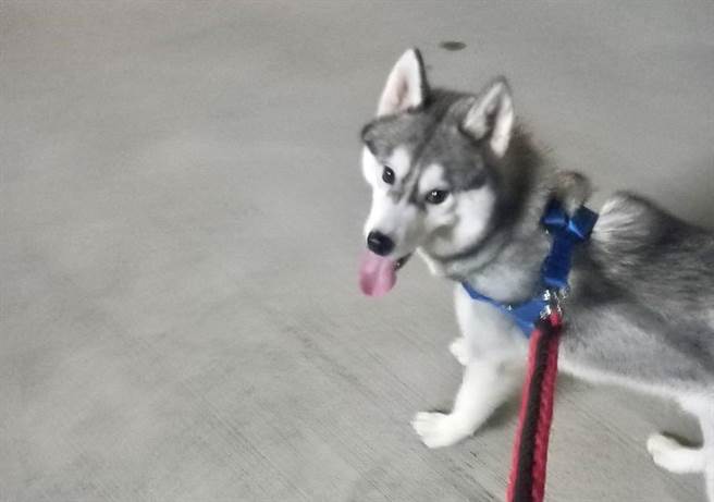 一只可爱的哈士奇在路上找不到饲主狂奔，基隆市警察第四分局员警用尽方式，让哈士奇阿宽与饲主重逢。（基隆市警察局提供／张志康基隆传真）