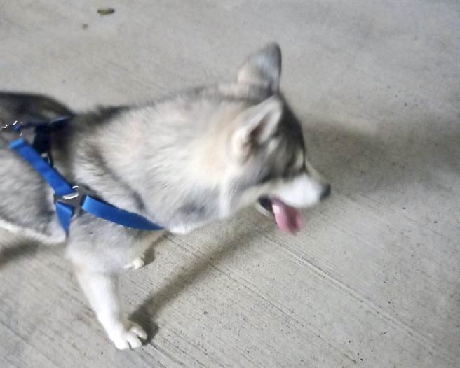 一只可爱的哈士奇在路上找不到饲主狂奔，基隆市警察第四分局员警用尽方式，让哈士奇阿宽与饲主重逢。（基隆市警察局提供／张志康基隆传真）