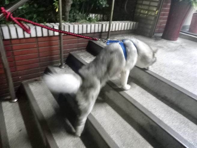 一只可爱的哈士奇在路上找不到饲主狂奔，基隆市警察第四分局员警用尽方式，让哈士奇阿宽与饲主重逢。（基隆市警察局提供／张志康基隆传真）