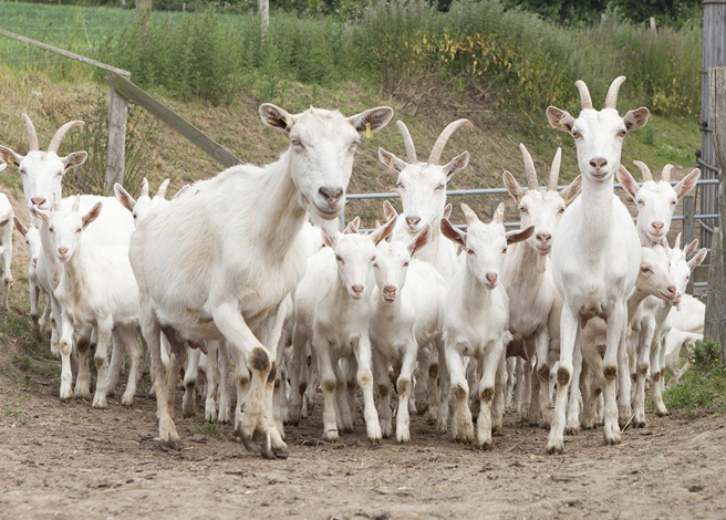 河南挂壁公路出现羊群集体跳崖，赵姓饲主事后还原事发经过。（示意图／达志影像）