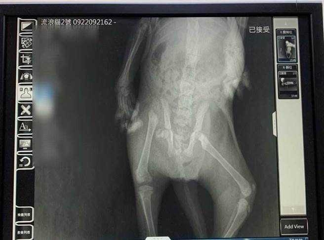 小貓一開始被發現腿骨斷裂，傷勢十分嚴重。（新北市動保處提供）