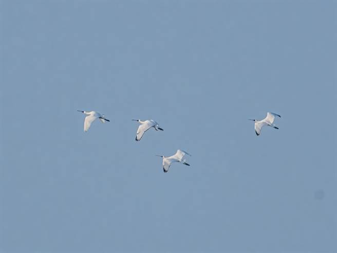 今年9月高雄茄萣濕地迎接提早到來的4隻黑面琵鷺。（王聰曦提供／袁庭堯高雄傳真）