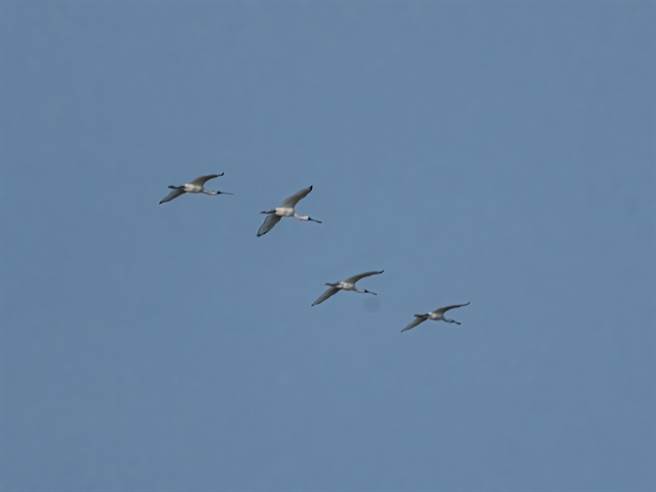 養工處說明，市府今年更向台電公司申請相關補助經費，陸續規劃環境教育課程及生態導覽解說服務，歡迎市民朋友多加利用。（王聰曦提供／袁庭堯高雄傳真）