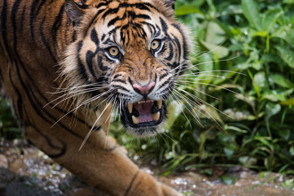 老虎第一次見識到大自然 野放瞬間「嚇到下巴掉了」