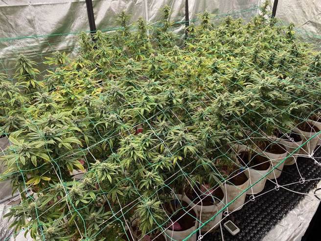 大麻中的大麻二酚（CBD）可能對治療癌症有重要作用。圖為大麻示意圖。（資料照）★中時新聞網關心您：保護自己、遠離毒品！