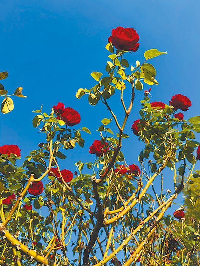 朵朵玫瑰令人看得心花怒放。（林青霞提供）