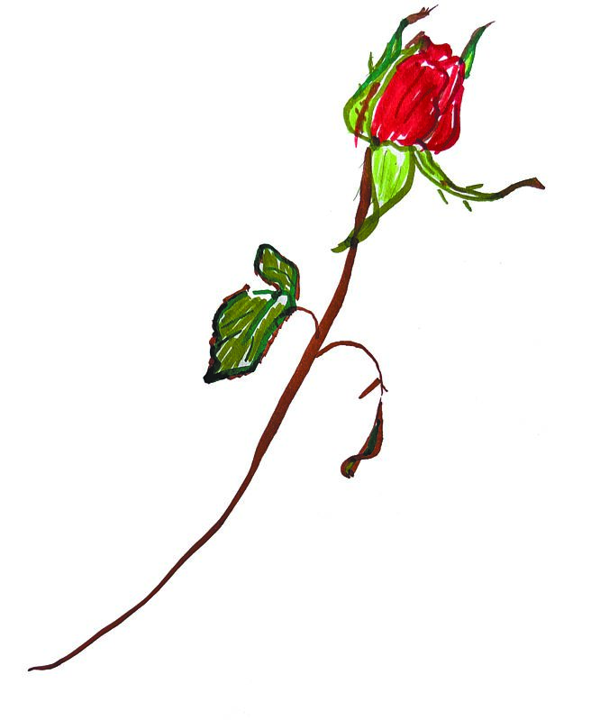 林青霞画玫瑰时，特意将底色弄白弄平。（林青霞提供）