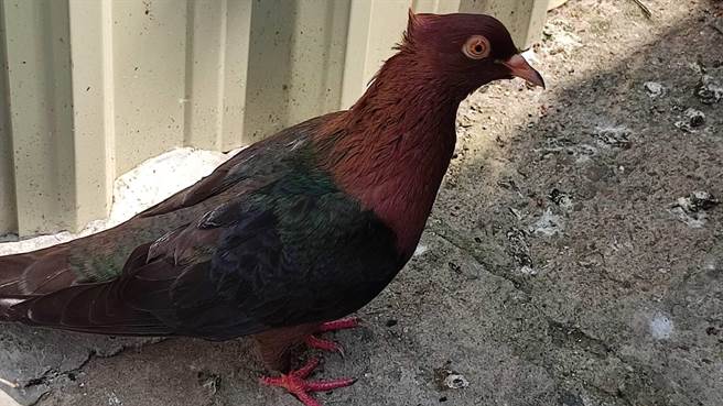 新北市新店区邝姓民眾近日在自家阳台，拾获外型类似鸽子的鸟类。（新北市动保处提供／李奇叡新北传真）