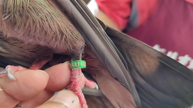 所幸动保处最后靠着鸟身上的电话脚环，顺利联络饲主。（新北市动保处提供／李奇叡新北传真）