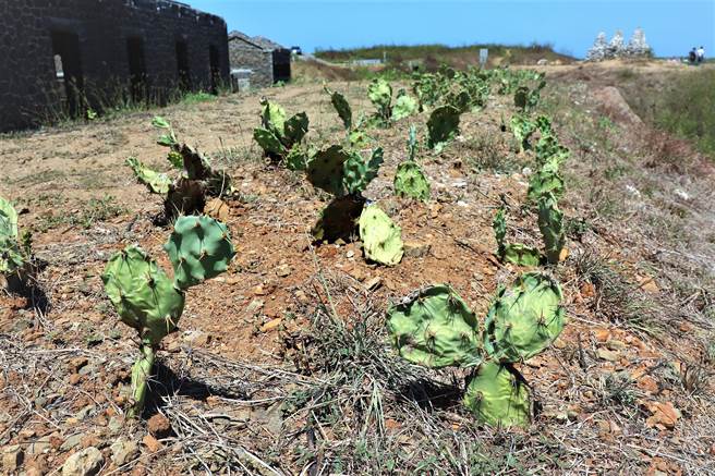 文史工作者认为植栽使用仙人掌物种，旅游处说旧有景观的主要植物确是仙人掌与银合欢，至于是否有更适合的植栽，也将委托学者专家共同研议后办理。（张茂雄摄）