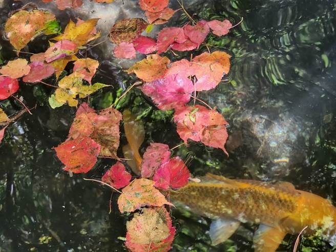 武陵农场红榨槭掉落水池，与象徵财富的金色锦鲤交织成优美景致。（武陵农场提供）