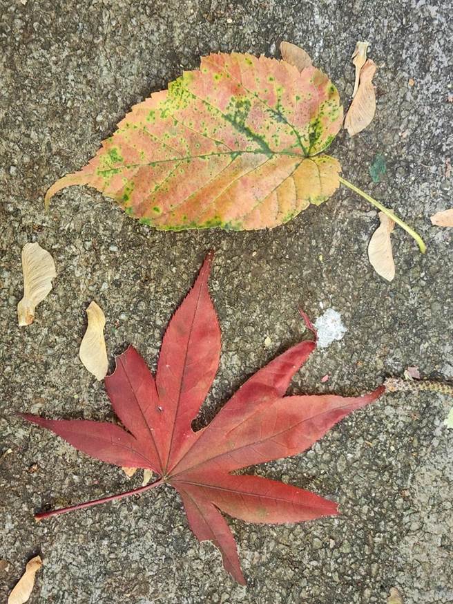武陵农场的掌叶槭转红中，掉落地面显得格外浪漫及吸睛。（武陵农场提供）