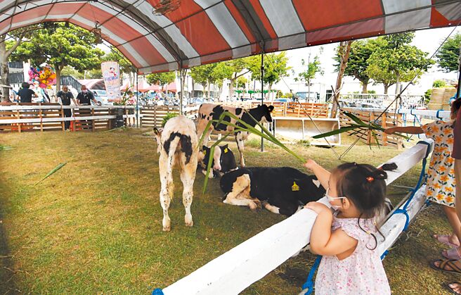 彰化县政府2日在二林文化教育园区举办彰化御品乳牛节活动，推出喂乳牛吃草体验。（吴敏菁摄）