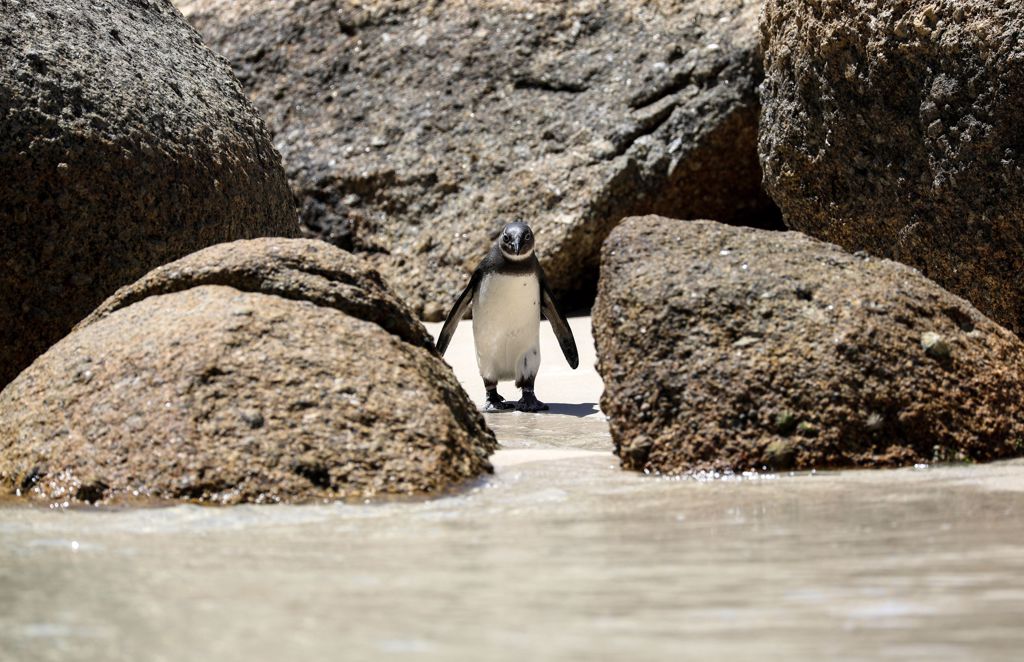 28只濒临绝种的企鹅有些因感染疾病死亡，有些则因染疫，难逃被扑杀命运。图/路透社(photo:ChinaTimes)
