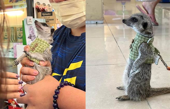 高雄鳳山謝姓男子心愛的寵物狐獴逃脫，跑至鳳山一處工地遭工人逮獲。謝男急得在臉書社團「鳳山人在地大小事」PO文求助，果然獲得網友情資，順利聯繫工人找回寵物。（高市鳳山警分局提供／袁庭堯高雄傳真）