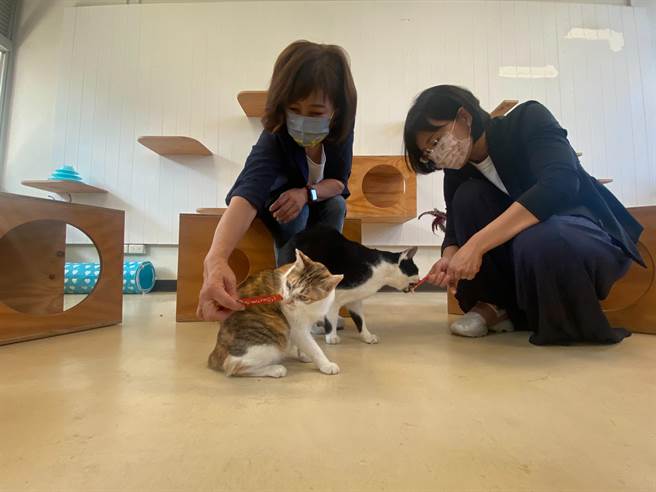 今天是世界動物日，沈慧虹（左）特別與立委蘇巧慧合體，參訪動物保護教育園區，兩人並一同餵食喵星人。（陳育賢攝）