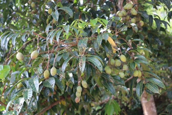 宝山乡拥有45公顷面积的橄榄园，也有全台唯一的橄榄产销班，8日将举办橄榄季活动。（邱立雅摄）