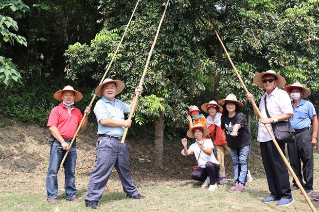 宝山乡8日举办橄榄季活动，邀请民眾前来体验竹竿敲打树枝，橄榄落下形成流星雨的感受。（邱立雅摄）