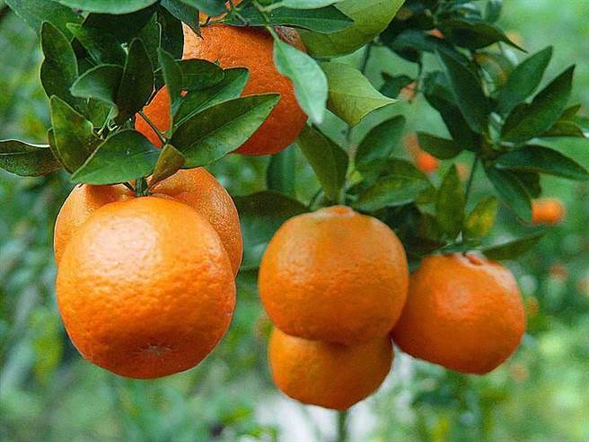 公老坪適合柑橘生長，長出來的柑橘口味偏重，摘採後熟，甜度濃郁。（參山處提供）