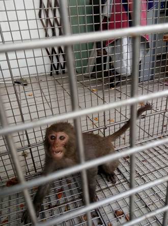 台灣獼猴禁私養   11月30日前未通報農業局最高罰25萬元
