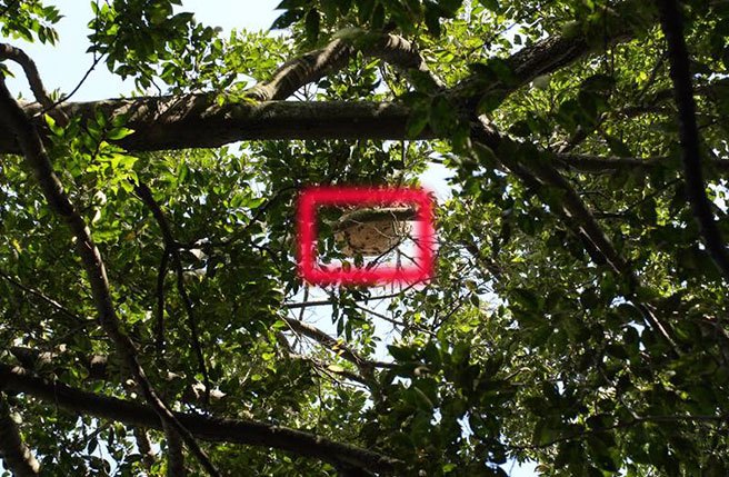 目前新北市動保處獲報已派人前往現場進行除蜂作業，現場處理的委外捕蜂人陳善仗研判，該蜂巢為黑腹虎頭蜂所築，大小約50至60公分，位在約4、5層樓高的樹梢上。(黃敬文攝)