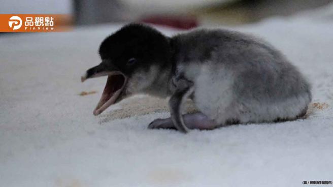 屏东海生馆企鹅宝宝诞生！ 国庆连假推出解密企鹅筑巢画面│高雄
