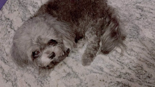 马尔济斯「妹妹」只活到9岁就离奇病逝，牠离世沟通时透露，投胎前以为是来世间受苦，所以签了灵魂生前契约。(图/「妹妹」的姐姐提供)