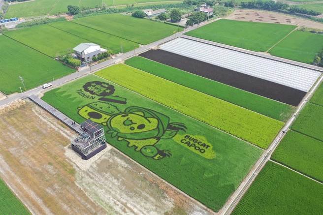 随着稻穗成熟后，色块顏色愈趋明显，从上空俯瞰，有如大型彩绘画布。（后壁区农会提供／张毓翎台南传真）