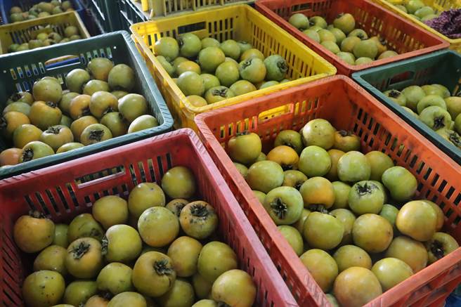 今年受气候影响，开花结果率大减，柿子产量大减5、6成，价格起涨。（吕妍庭摄）