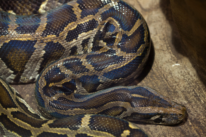 印度一名男子開車巧遇巨蟒擋道，他竟徒手將牠抓起，甩到一旁的草地上。(示意圖/達志影像)