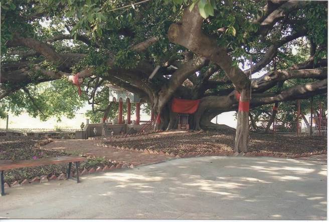 刘厝公园400年诸罗鸟榕王原本开枝散叶茂盛情形。（刘厝社区发展协会脸书／廖素慧嘉市传真）