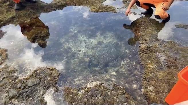 绿蠵龟受困绿岛礁岩，由海巡人员协助重返大海。（海巡署东部分署第13岸巡队提供／蔡旻妤台东传真）