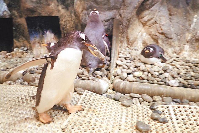 屏东海生馆的企鹅上演「求婚记」，图为叼着鹅卵石的企鹅奔向心仪另一半，成为有趣告白。（海生馆提供／林和生屏东传真）